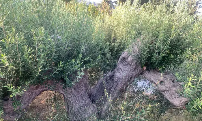 Rexer-Termini-Imerese-VILLA-a-KM-dal-mare-con-mq-di-terreno-Altro