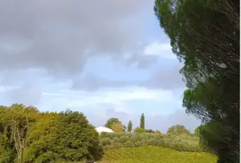 Rexer-Empoli-Propriet-rustica-in-vendita-in-via-di-Castagneto-ad-Empoli-Terrazzo