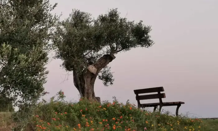 Rexer-Morciano-di-Leuca-VILLA-CON-VISTA-MARE-PANORAMICA-E-GRANDE-GIARDINO-Altro