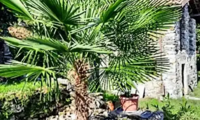 Rexer-Campino-Cascina-in-vendita-in-via-Agli-Orti-Stresa-Categoria-catastale-C-Giardino