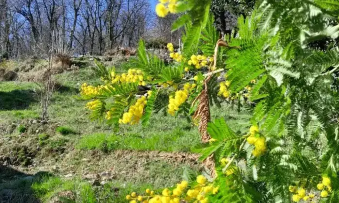 Rexer-Campino-Cascina-in-vendita-in-via-Agli-Orti-Stresa-Categoria-catastale-C-Giardino