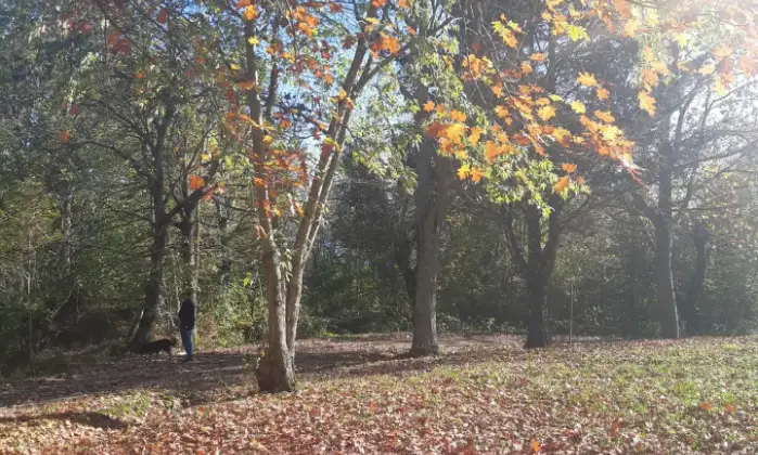 Rexer-Chiusi-della-Verna-vendesi-casa-indipendente-nel-Parco-Nazionale-Foreste-Casentinesi-Giardino