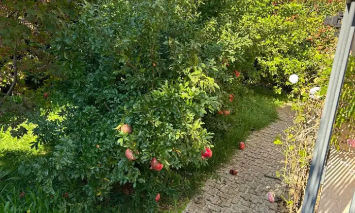 Rexer-Velletri-ESCLUSIVO-TRILOCALE-CON-GIARDINO-A-VELLETRI-Giardino