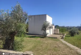 Rexer-Morciano-di-Leuca-Uliveto-produttivo-con-deposito-e-possibilit-di-realizzare-casa-vacanze-Deposito