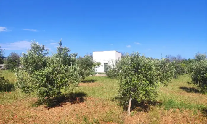 Rexer-Morciano-di-Leuca-Uliveto-produttivo-con-deposito-e-possibilit-di-realizzare-casa-vacanze-Vista