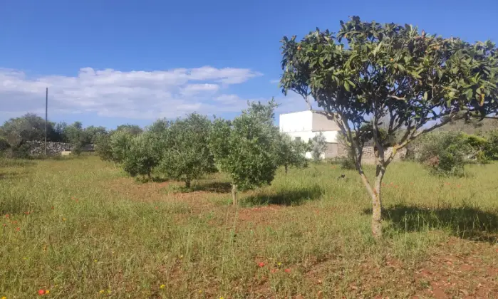 Rexer-Morciano-di-Leuca-Uliveto-produttivo-con-deposito-e-possibilit-di-realizzare-casa-vacanze-Vista