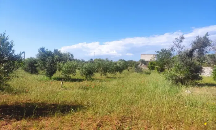 Rexer-Morciano-di-Leuca-Uliveto-produttivo-con-deposito-e-possibilit-di-realizzare-casa-vacanze-Terreno
