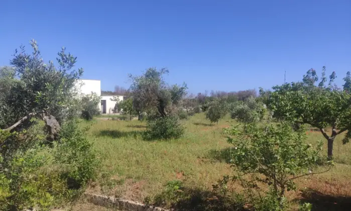 Rexer-Morciano-di-Leuca-Uliveto-produttivo-con-deposito-e-possibilit-di-realizzare-casa-vacanze-Vista