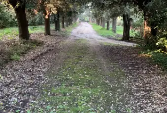 Rexer-Montemarciano-Porzione-di-villa-storica-bifamiliare-Terrazzo