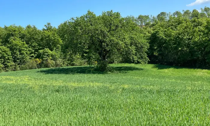 Rexer-Stabbiano-di-Sotto-Azienda-Agricola-con-Villa-in-Vendita-a-Palazzone-Localit-Stabbiano-di-Sotto-Altro