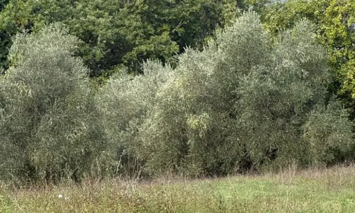 Rexer-Stabbiano-di-Sotto-Azienda-Agricola-con-Villa-in-Vendita-a-Palazzone-Localit-Stabbiano-di-Sotto-Altro