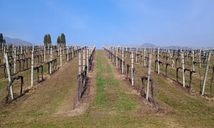 Rexer-Almenno-San-Salvatore-Tenuta-vitivinicola-con-fabbricati-storici-e-terreni-per-circa-ettari-Altro