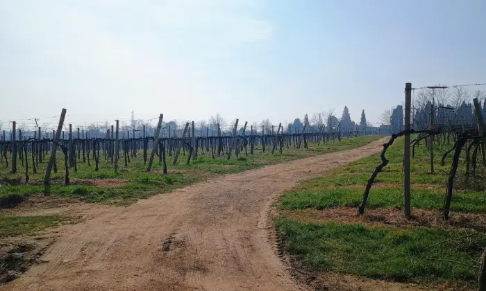 Rexer-Almenno-San-Salvatore-Tenuta-vitivinicola-con-fabbricati-storici-e-terreni-per-circa-ettari-Altro