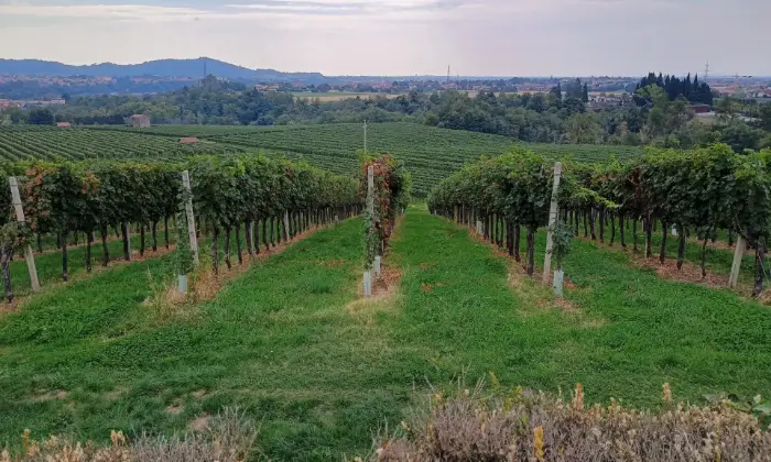 Rexer-Almenno-San-Salvatore-Tenuta-vitivinicola-con-fabbricati-storici-e-terreni-per-circa-ettari-Altro