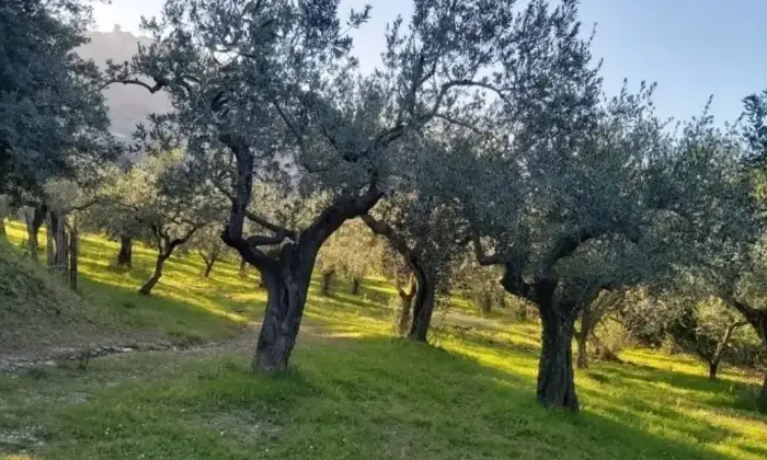 Rexer-Fano-Vendesi-Rustico-a-Fano-Altro