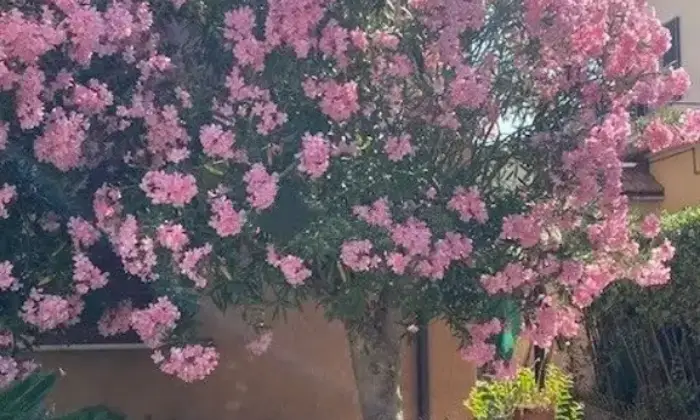 Rexer-Fonteblanda-Vendesi-Casa-di-paese-a-Fonteblanda-Orbetello-Altro