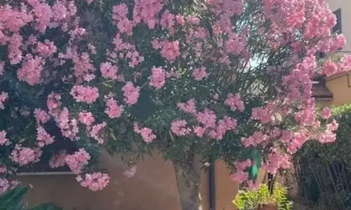 Rexer-Orbetello-Vendesi-Casa-di-paese-a-Fonteblanda-Orbetello-Altro