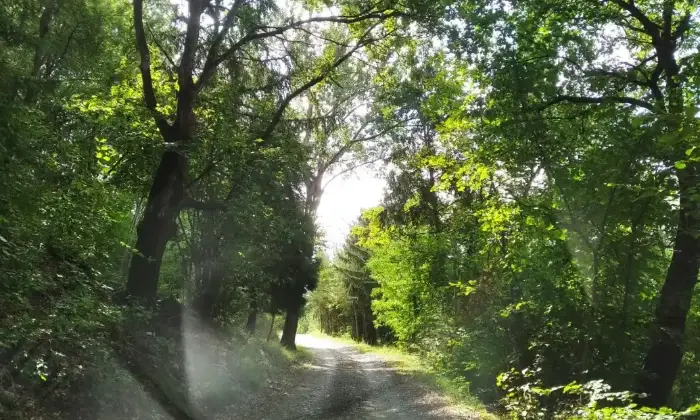 Rexer-Travo-Vendesi-Casale-in-pietra-a-Cassano-Localit-Travo-Strada-per-Viserano-Altro