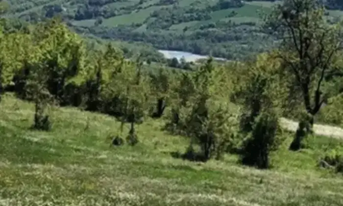 Rexer-Bobbio-Vendesi-propriet-rustica-a-Levratti-Altro