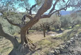 Rexer-Petilia-Policastro-Vendesi-propriet-rustica-a-Petilia-Policastro-Altro