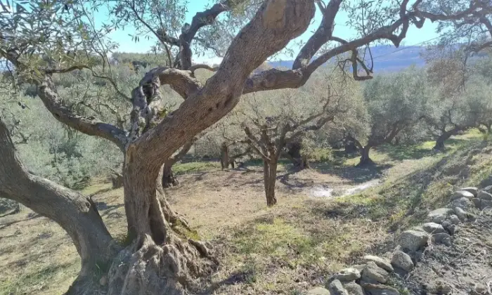Rexer-Petilia-Policastro-Vendesi-propriet-rustica-a-Petilia-Policastro-Altro