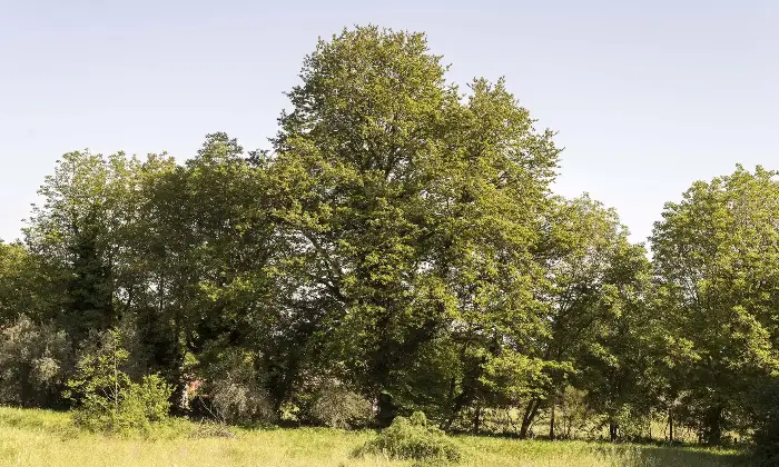 Rexer-Trevignano-Romano-Prestigiosa-villa-con-vista-sul-lago-di-Bracciano-Altro