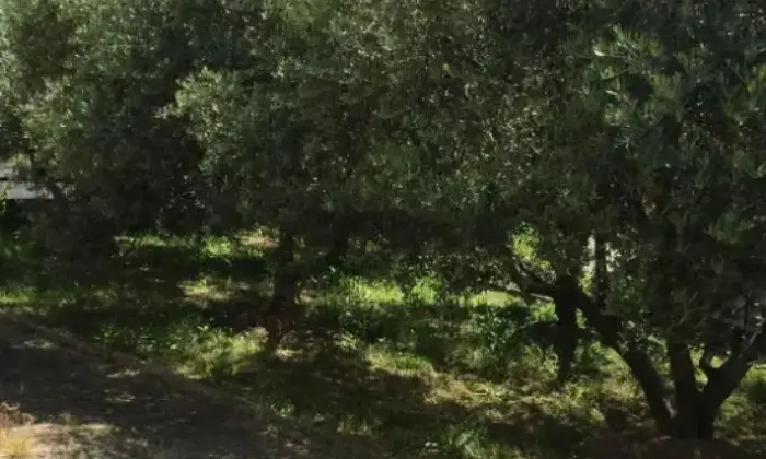 Rexer-Ostra-Mansarda-in-vendita-a-Ostra-Altro