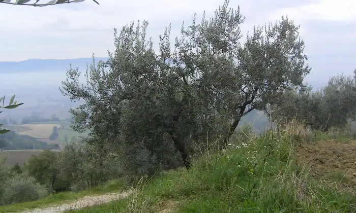 Rexer-Asissi-Antico-casale-da-ristrutturare-Altro