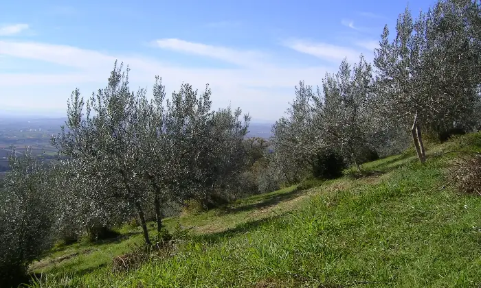 Rexer-Asissi-Antico-casale-da-ristrutturare-Altro