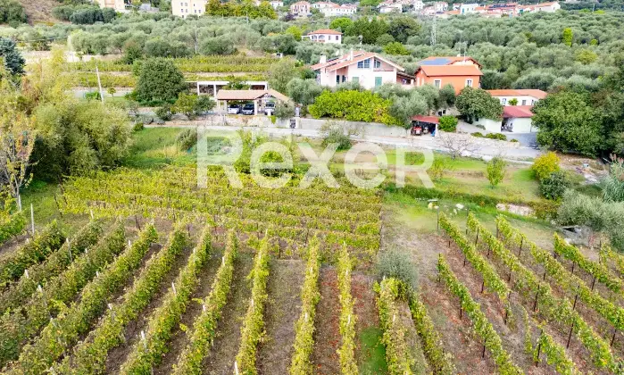 Rexer-Diano-Arentino-IM-Magnifico-BB-con-azienda-agricola-Altro