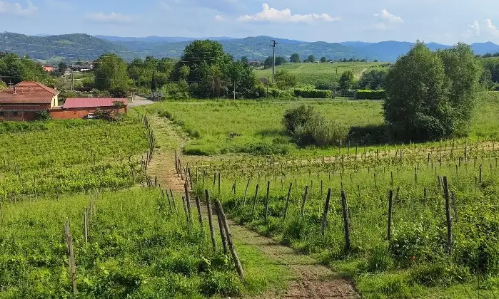 Rexer-Strevi-In-Vendita-Agriturismo-con-Vigneto-e-Fabbricati-Storici-Regione-Carpeneta-Strevi-AL-Altro