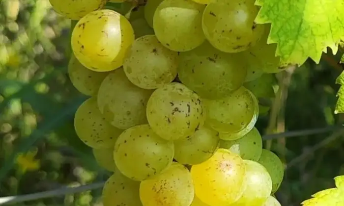 Rexer-Strevi-In-Vendita-Agriturismo-con-Vigneto-e-Fabbricati-Storici-Regione-Carpeneta-Strevi-AL-Altro