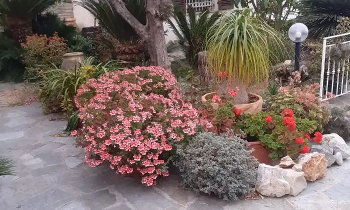 Rexer-Latte-Villa-in-vendita-in-via-Ciabauda-Ventimiglia-Altro
