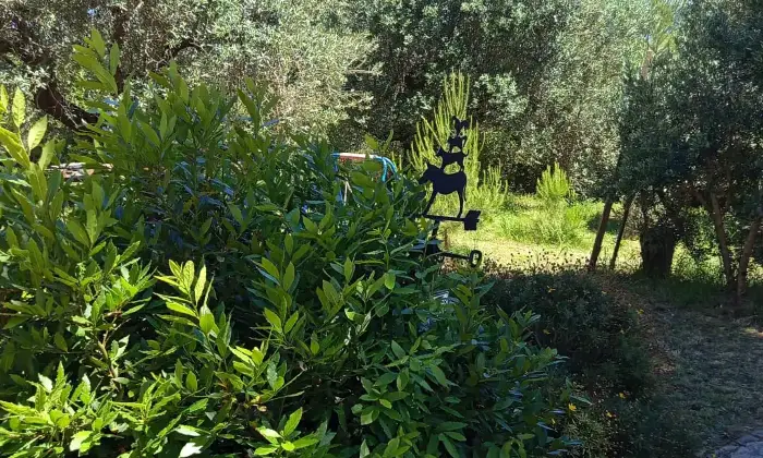 Rexer-Piombino-Villa-con-vista-mare-giardino-e-uliveto-a-Piombino-Giardino