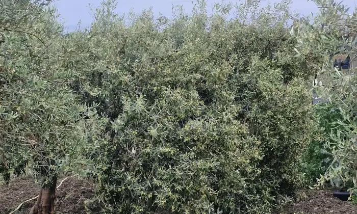 Rexer-Agrigento-Villa-in-vendita-a-Contrada-Pietrarossa-Agrigento-Altro