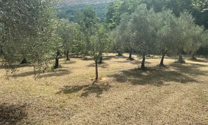 Rexer-Maenza-due-unit-immobiliari-con-Uliveto-Terrazzo