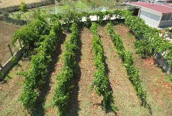 Rexer-Cessaniti-Villa-da-sogno-in-collina-Frazione-SAN-MARCO-VV-Terreno