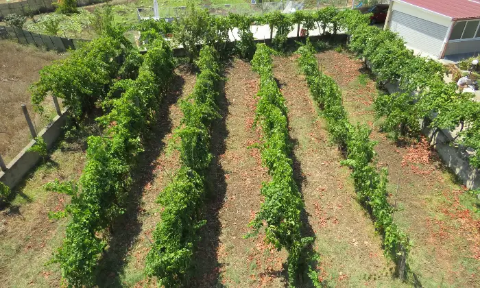 Rexer-Cessaniti-Villa-da-sogno-in-collina-Frazione-SAN-MARCO-VV-Terreno
