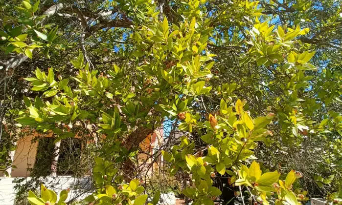 Rexer-Gagliano-del-Capo-NEL-SUD-SALENTO-Villa-indipendente-do-mq-DA-COMPLETARE-ad-Arigliano-Gagliano-del-Capo-Altro