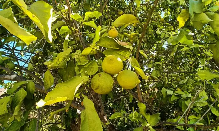 Rexer-Gagliano-del-Capo-NEL-SUD-SALENTO-Villa-indipendente-do-mq-DA-COMPLETARE-ad-Arigliano-Gagliano-del-Capo-Altro