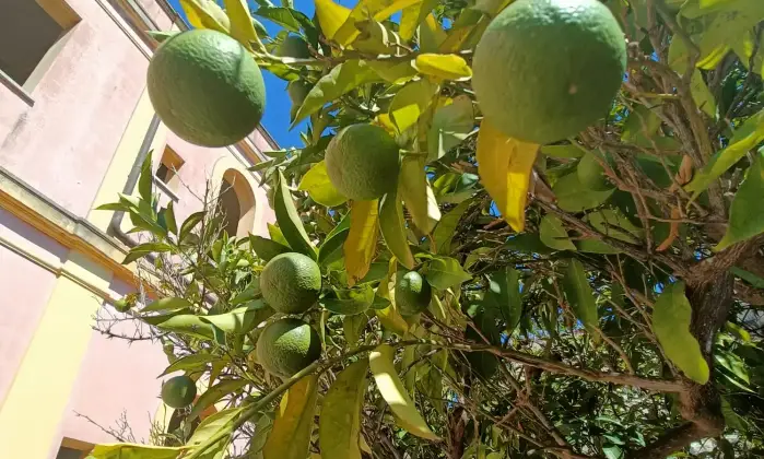 Rexer-Gagliano-del-Capo-NEL-SUD-SALENTO-Villa-indipendente-do-mq-DA-COMPLETARE-ad-Arigliano-Gagliano-del-Capo-Altro