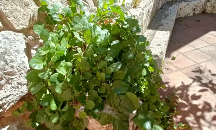 Rexer-Gagliano-del-Capo-NEL-SUD-SALENTO-Villa-indipendente-do-mq-DA-COMPLETARE-ad-Arigliano-Gagliano-del-Capo-Altro