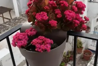 Rexer-Monopoli-Terratetto-in-stile-tradizionale-nel-cuore-di-Monopoli-a-soli-mt-da-Porta-Vecchia-Altro