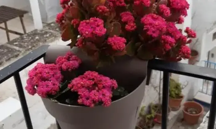 Rexer-Monopoli-Terratetto-in-stile-tradizionale-nel-cuore-di-Monopoli-a-soli-mt-da-Porta-Vecchia-Altro