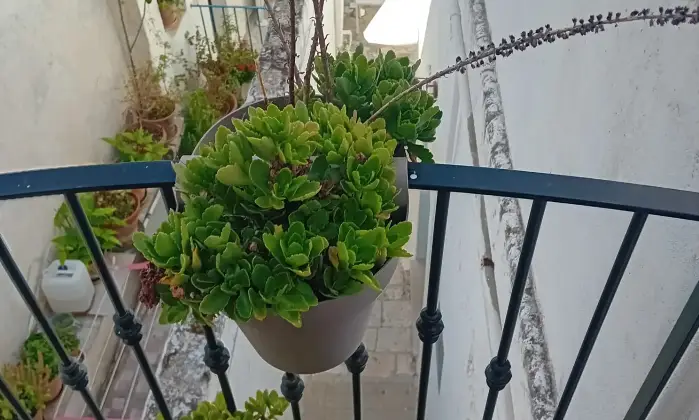 Rexer-Monopoli-Terratetto-in-stile-tradizionale-nel-cuore-di-Monopoli-a-soli-mt-da-Porta-Vecchia-Altro