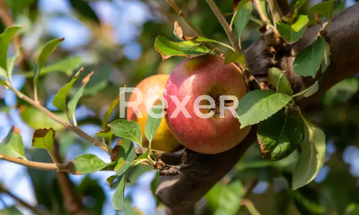 Rexer-Trani-Villa-di-pregio-classe-A-vista-mare-con-piscina-Altro