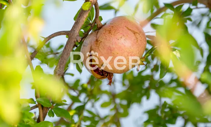 Rexer-Trani-Villa-di-pregio-classe-A-vista-mare-con-piscina-Altro