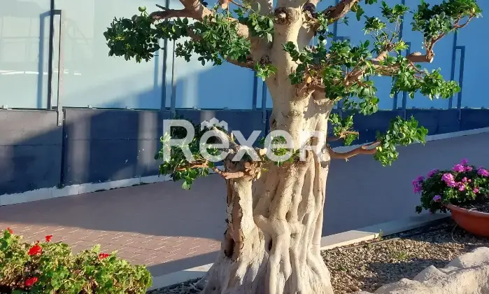 Rexer-Trani-Villa-di-pregio-classe-A-vista-mare-con-piscina-Altro