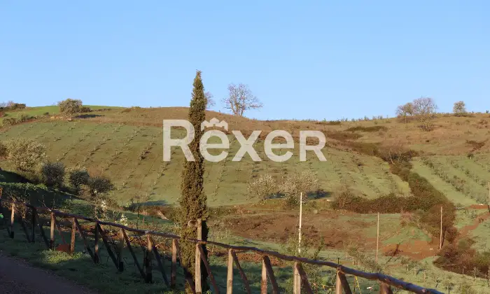 Rexer-Magliano-in-Toscana-Raffinata-propriet-panoramica-con-due-unit-abitative-e-uliveto-biologico-Altro