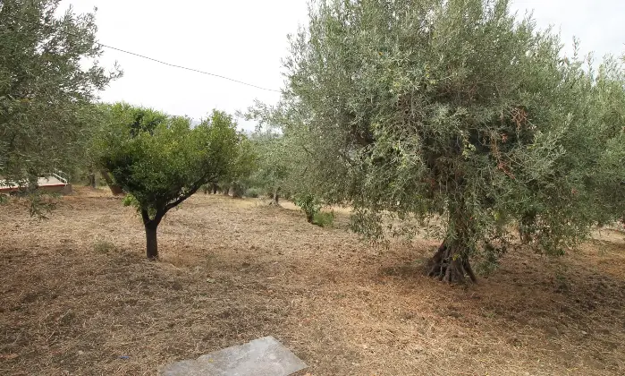 Rexer-Termini-Imerese-Ampia-Villa-in-vendita-Giardino